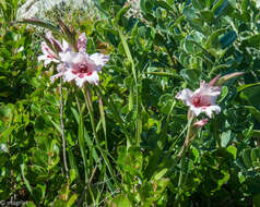 Image of Gladiolus carneus D. Delaroche