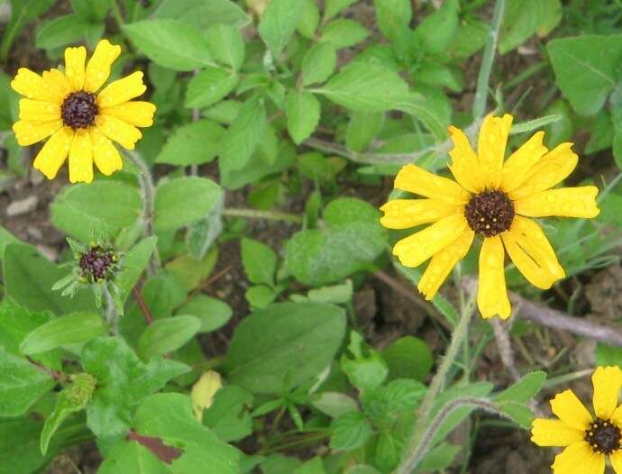 Image of Helianthella mexicana A. Gray