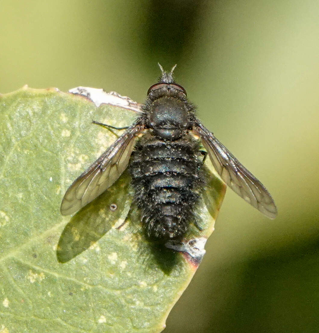 Image of Conophorus nigripennis (Loew 1872)