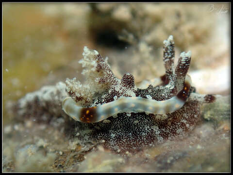 Image of Goniodoris joubini Risbec 1928