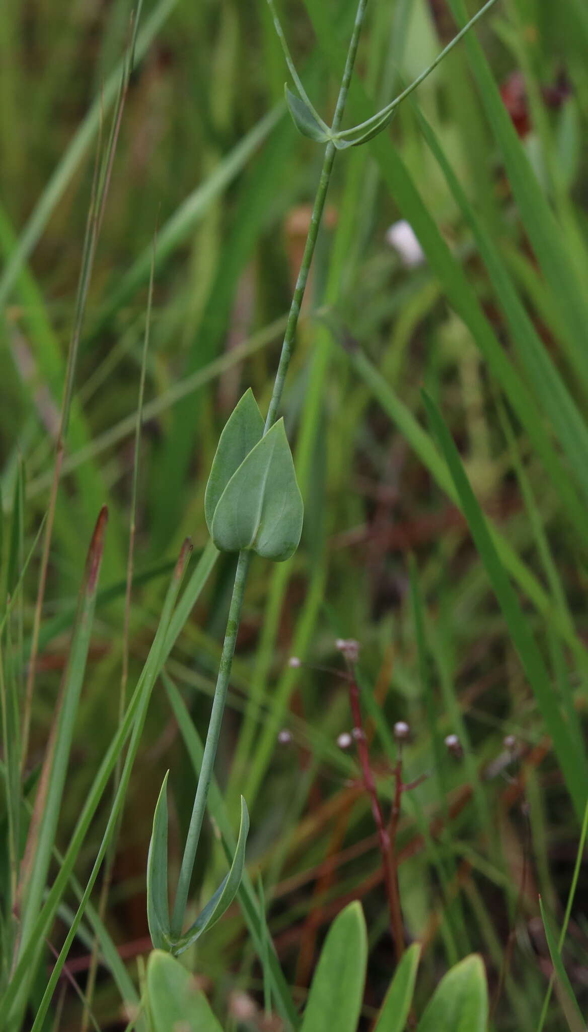 <i>Sabatia <i>macrophylla</i></i> var. macrophylla resmi