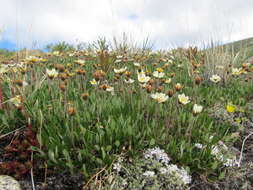 Image of Eight-Petal Mountain-Avens