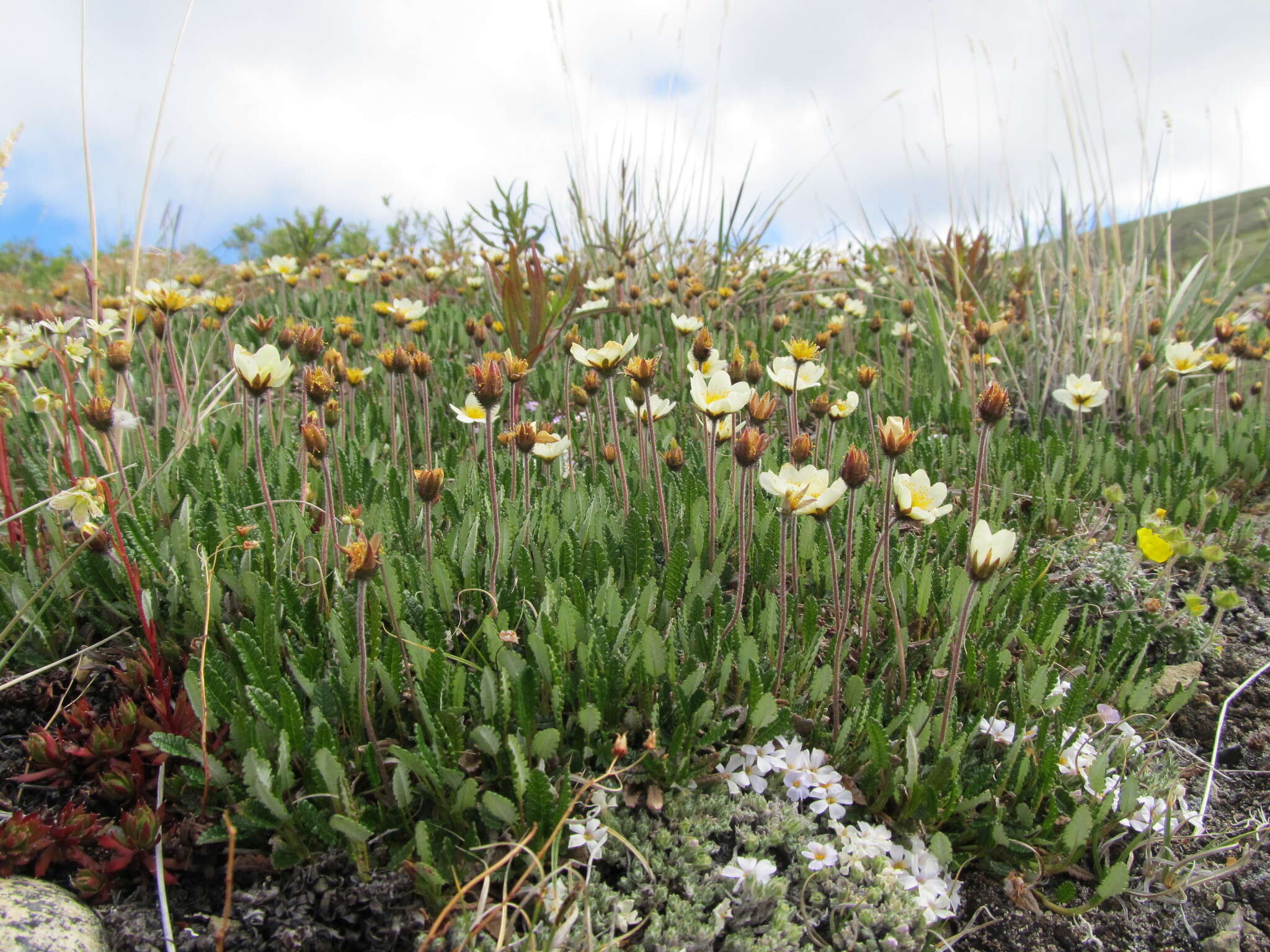 Imagem de Dryas octopetala var. asiatica (Nakai) Nakai