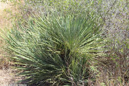 Image of Buckley's yucca