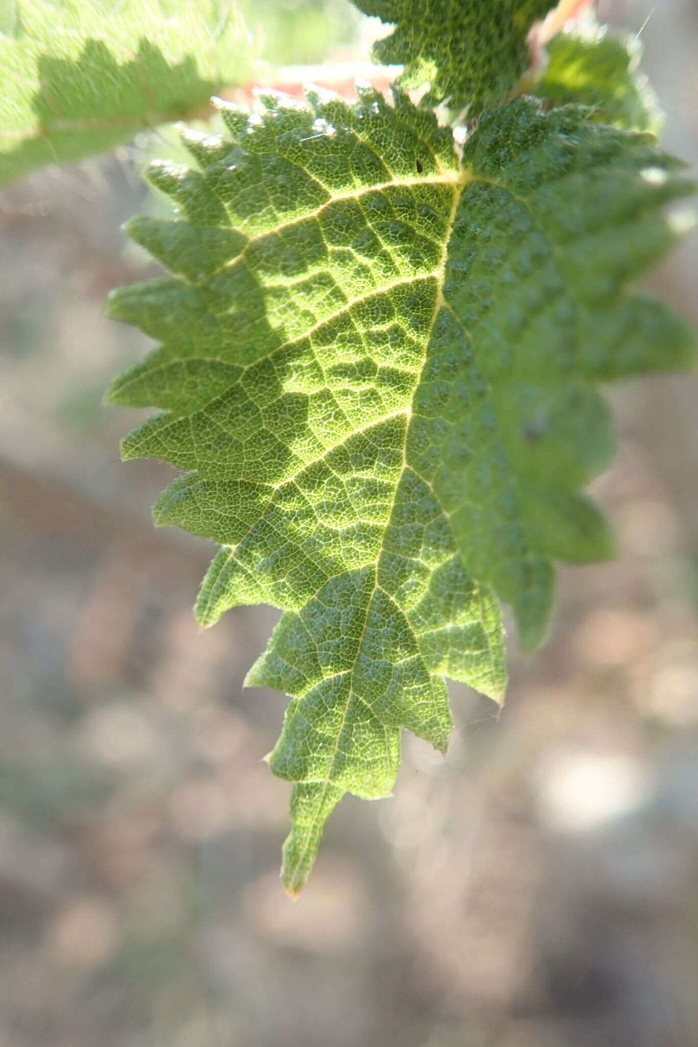 Image of Rock tree-nettle