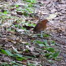 Image of Red-and-white Antpitta