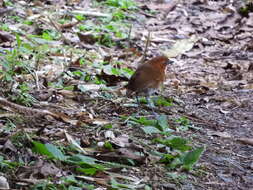 Image of Red-and-white Antpitta