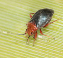 Image of Yucca Plant Bug