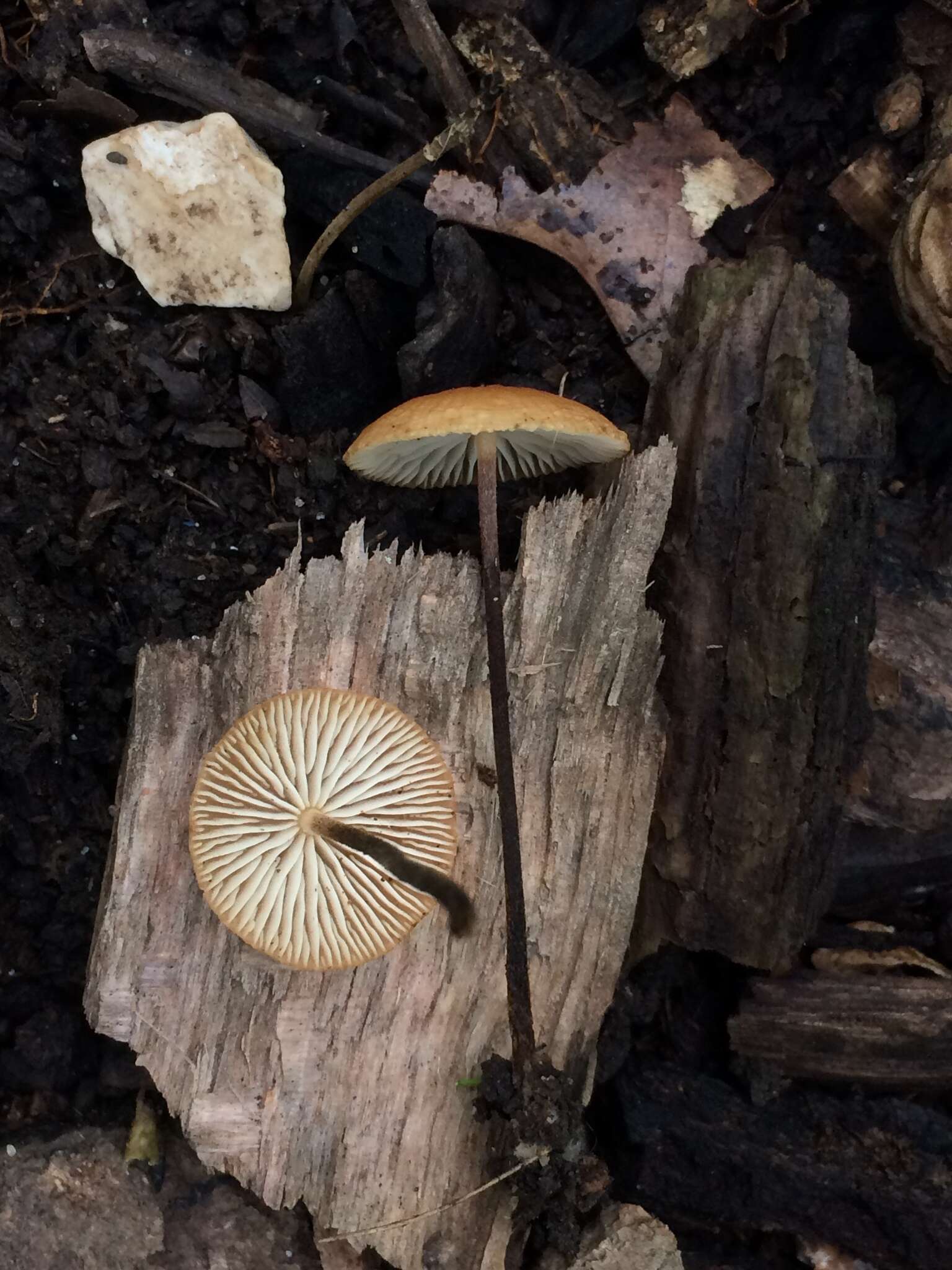 Image de Rhizomarasmius pyrrhocephalus (Berk.) R. H. Petersen 2000