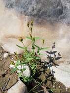 Image of large St. Johnswort