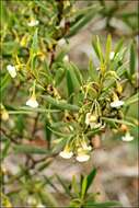 Image de Eremophila deserti (Cunn. ex Benth.) R. J. Chinnock