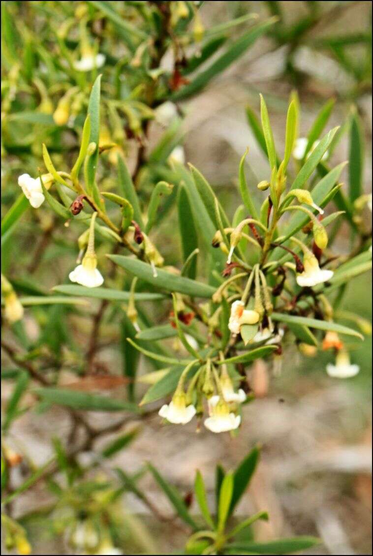 Image de Eremophila deserti (Cunn. ex Benth.) R. J. Chinnock