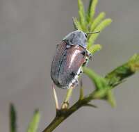 صورة Megalostomis (Pygidiocarina) dimidiata Lacordaire 1848