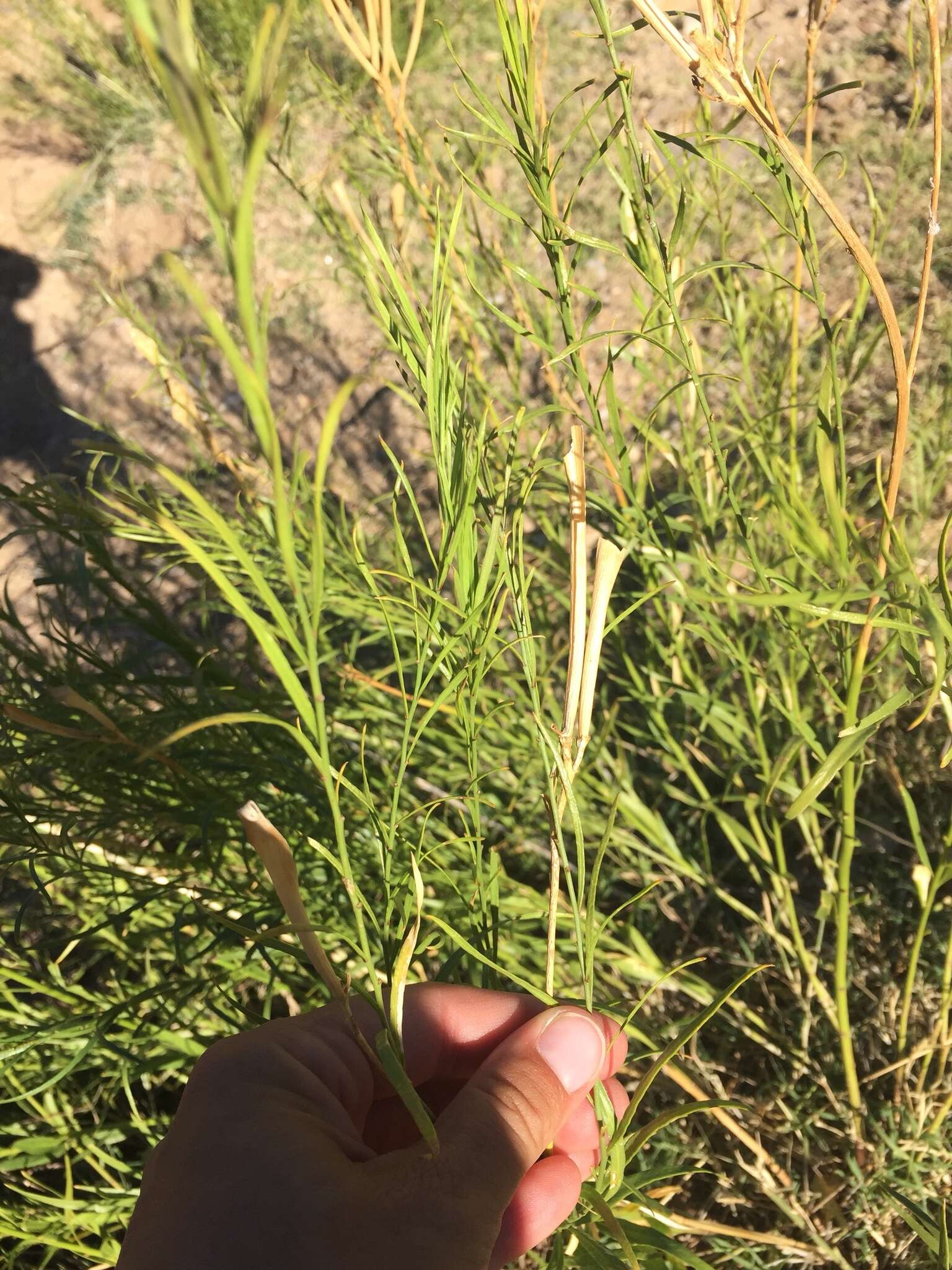 Plancia ëd Amsonia palmeri A. Gray