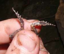 Image of Natal Sand Frog