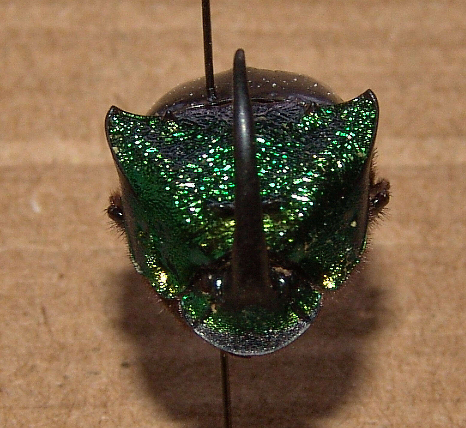 Imagem de Phanaeus (Phanaeus) borealis Olsoufieff 1924