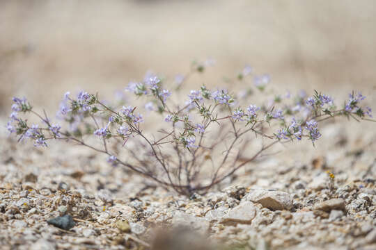 Image of desert woollystar