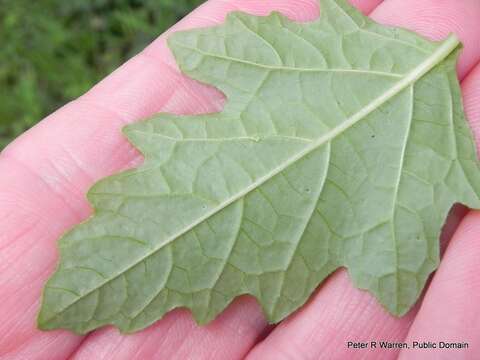 Image of nicandra