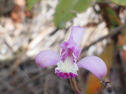 Image of Bletia lilacina A. Rich. & Galeotti