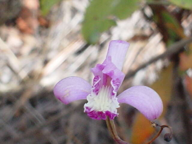 Image of Bletia lilacina A. Rich. & Galeotti