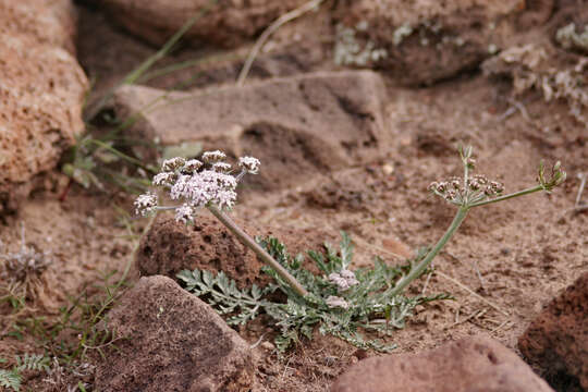 Image of Parish's biscuitroot