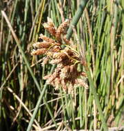 Image of Schoenoplectus scirpoides (Schrad.) Browning