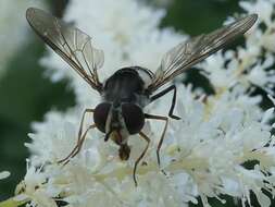 Leucozona xylotoides (Johnson 1916) resmi