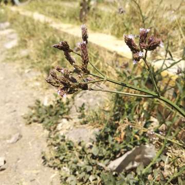 Image of seashore vervain