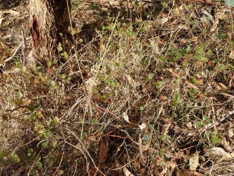 Image of Gonocarpus mezianus (Schindl.) Orchard