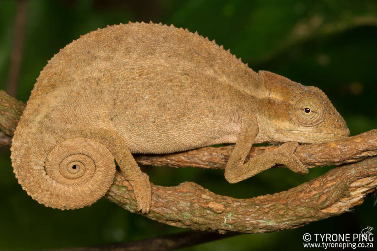 Image of Black-headed Dwarf Chameleon