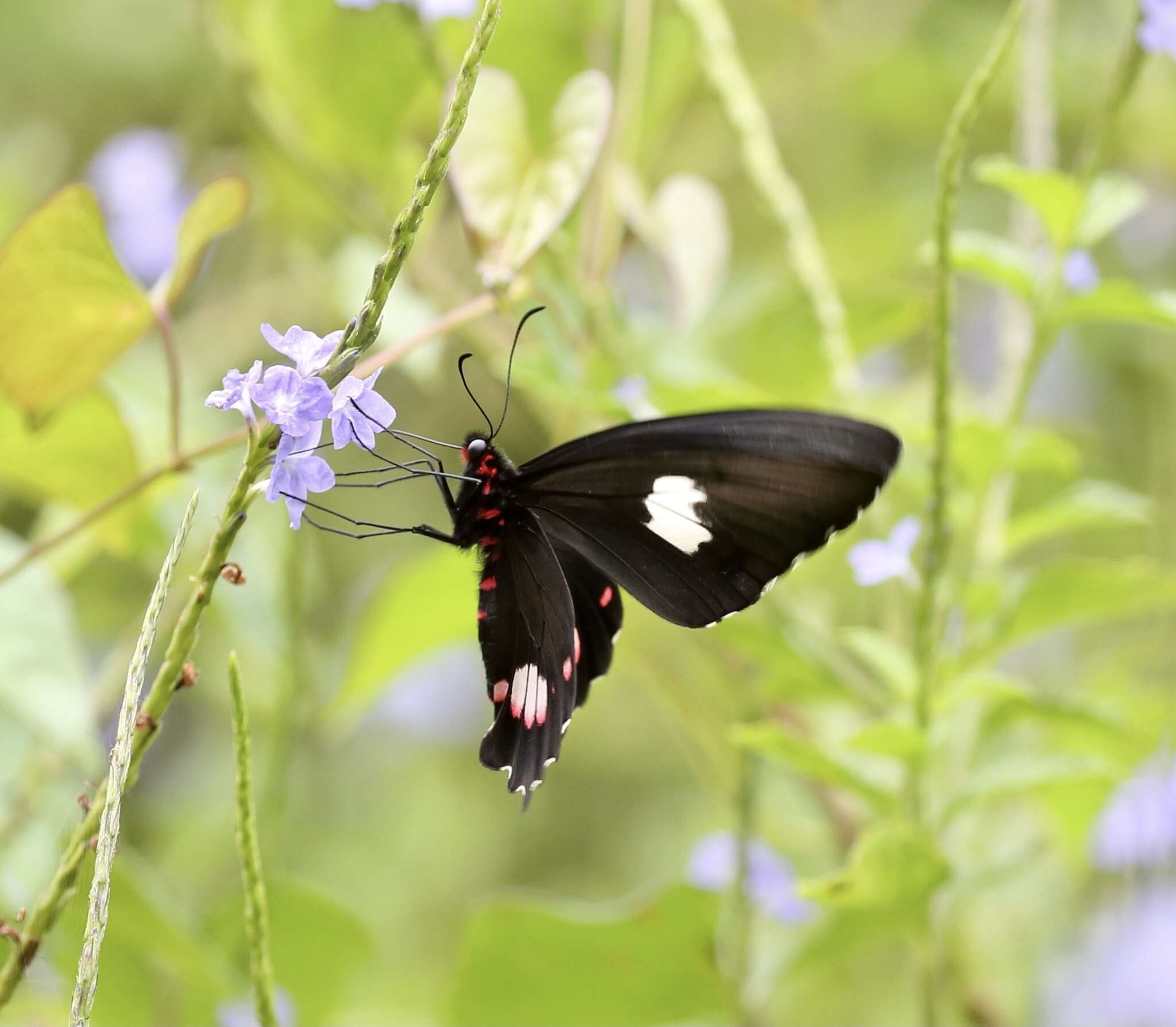 Слика од Parides anchises (Linnaeus 1758)