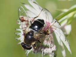 Слика од Eristalis rupium Fabricius 1805