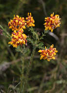 Image of Almaleea cambagei (Maiden & Betcke) Crisp & P. H. Weston