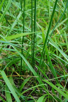 Image of Allium suaveolens Jacq.