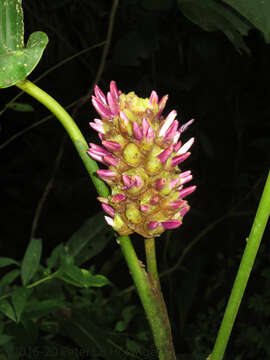 Image of Goeppertia latifolia (Willd. ex Link) Borchs. & S. Suárez