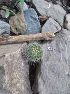 Mammillaria nunezii subsp. nunezii的圖片