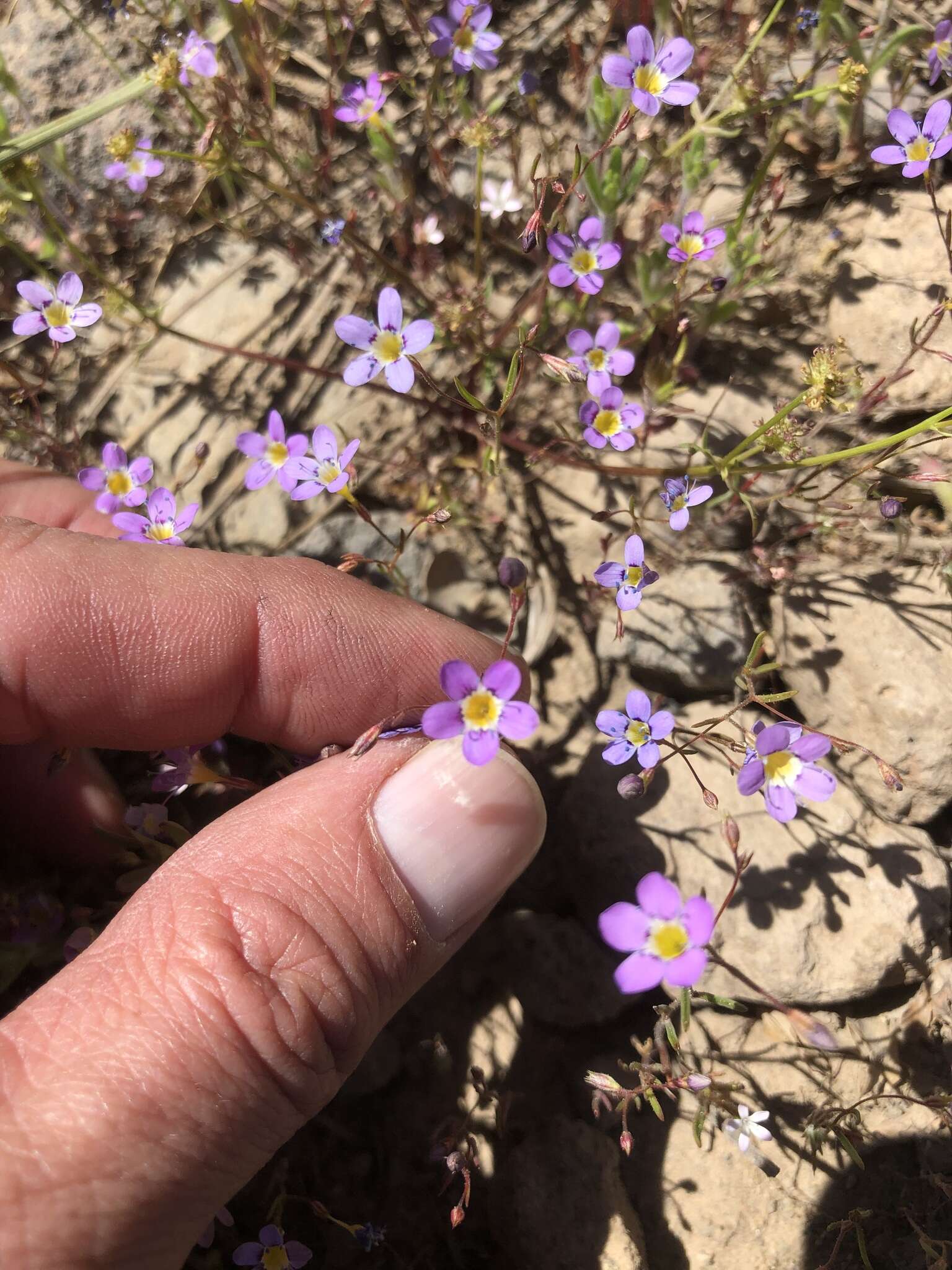 Image of Bridges' gilia