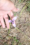 Image of Herbertia lahue (Molina) Goldblatt