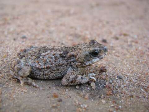 Image of Poyntonophrynus lughensis (Loveridge 1932)