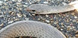 Image of Coluber constrictor etheridgei Wilson 1970