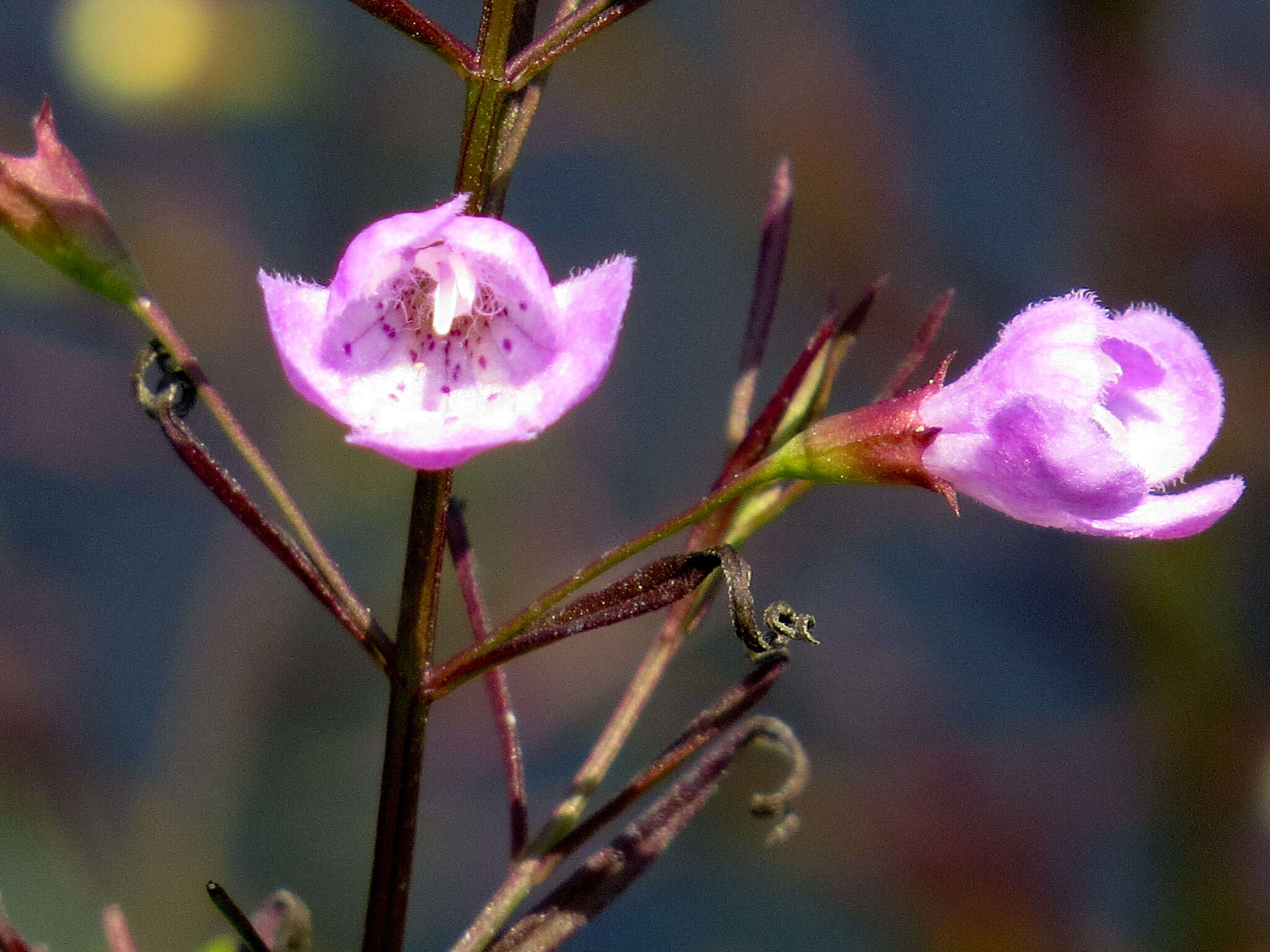 Image of slenderleaf false foxglove