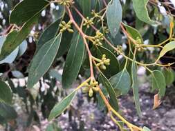 Image of Eucalyptus arenacea J. C. Marginson & P. Y. Ladiges