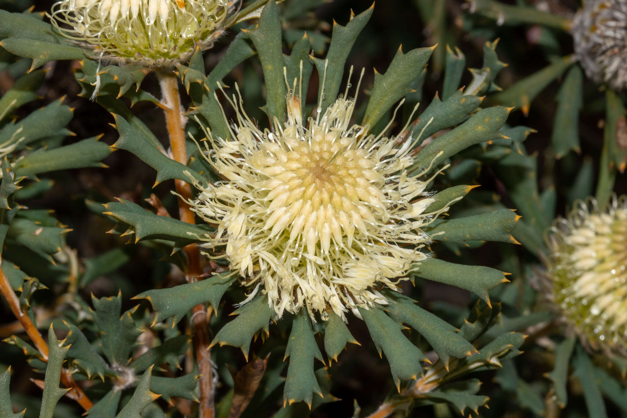 Image of Banksia carlinoides (Meissn.) A. R. Mast & K. R. Thiele