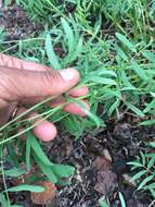 Image of Williams' milkvetch