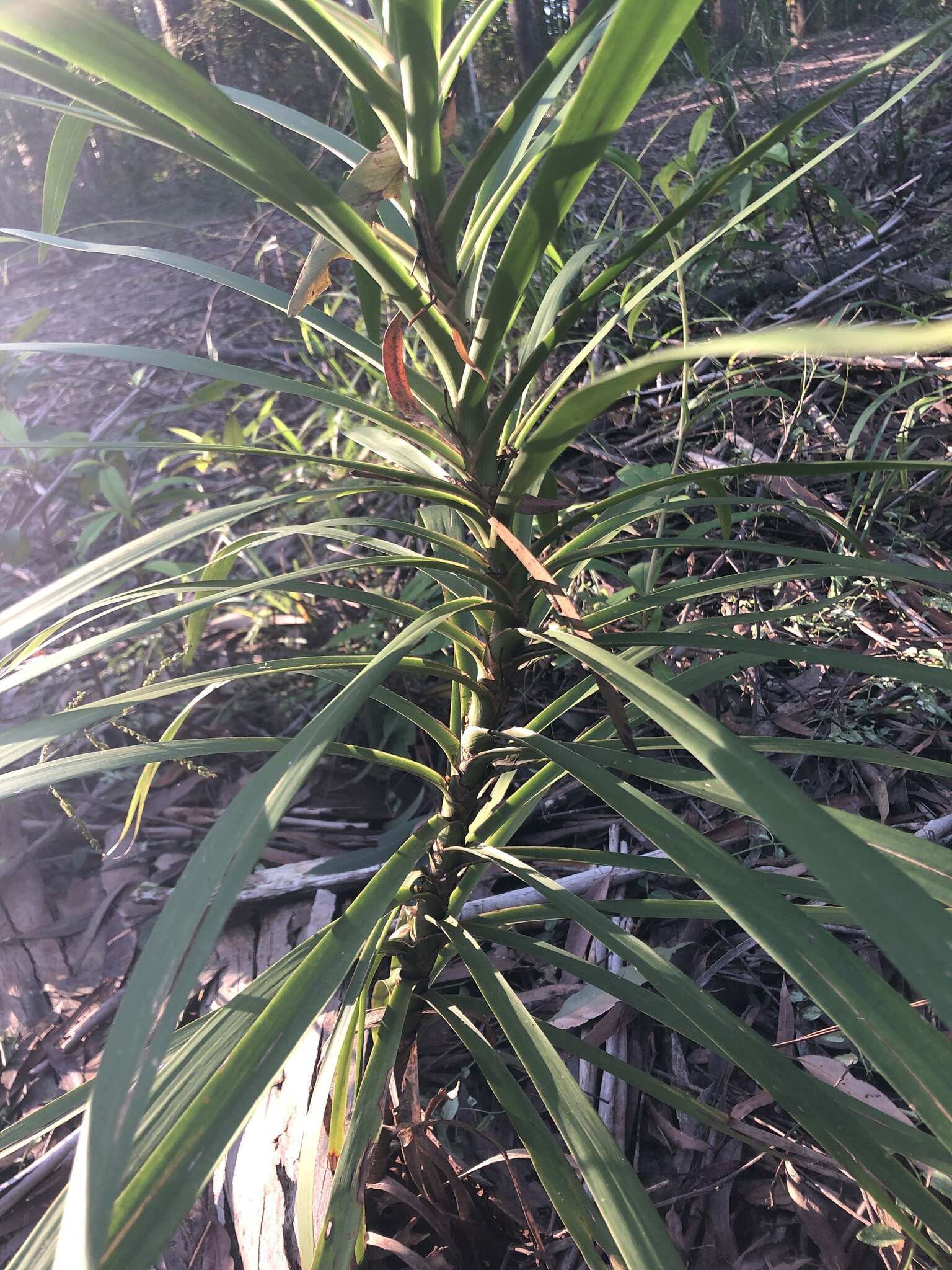 Imagem de Cordyline stricta (Sims) Endl.