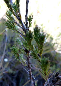 Image of Erica elimensis var. elimensis