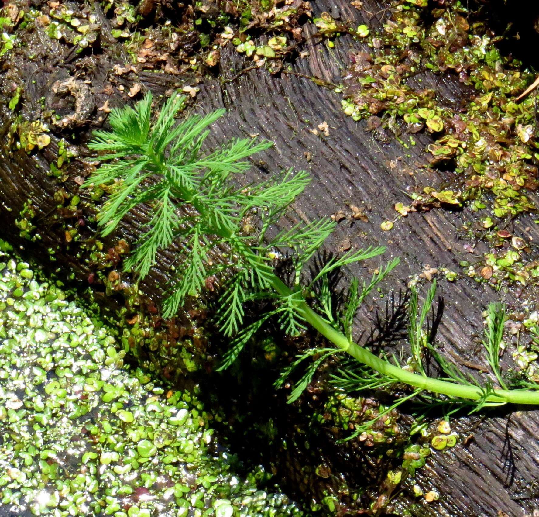 Image of parrot feather watermilfoil