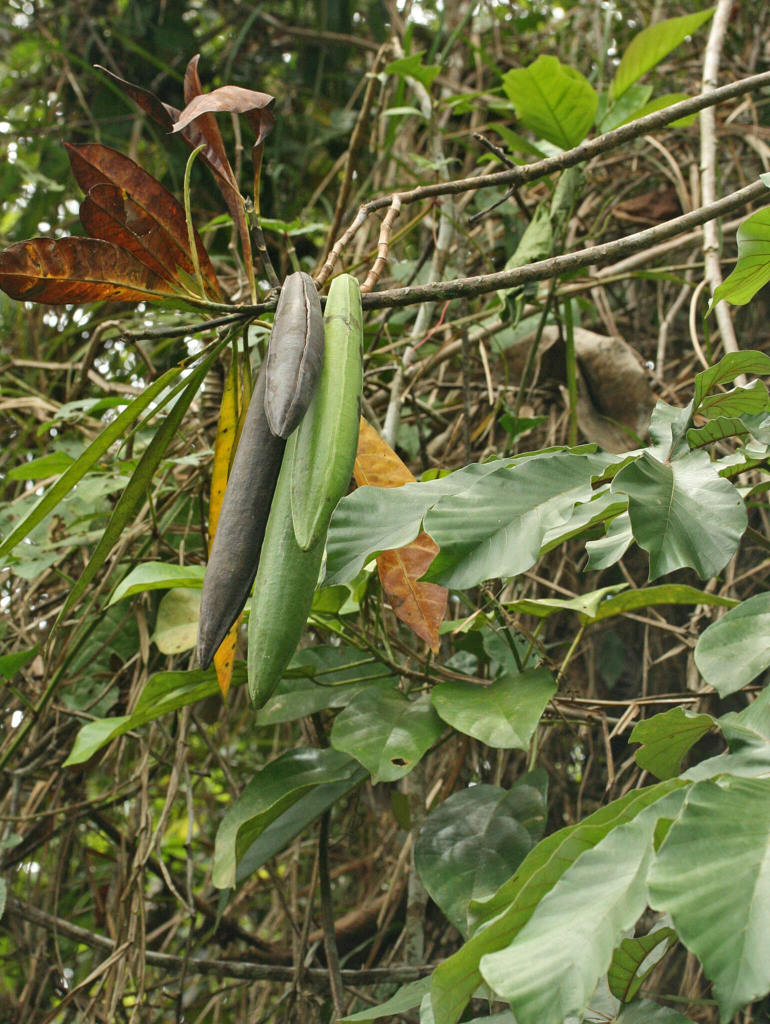 Himatanthus articulatus (Vahl) R. E. Woodson的圖片