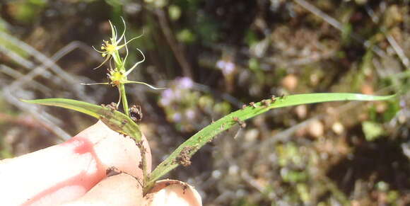 Image of Wurmbea glassii (C. H. Wright) J. C. Manning & Vinn.