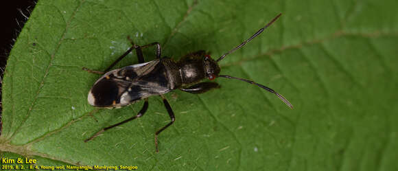 Image of Scudderocoris